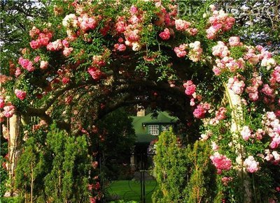 Посадка и уход за садовыми розами - напоминание начинающим садоводам