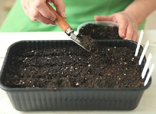 Посадка и выращивание капусты: практические советы