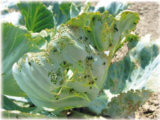Посадка и выращивание капусты: практические советы