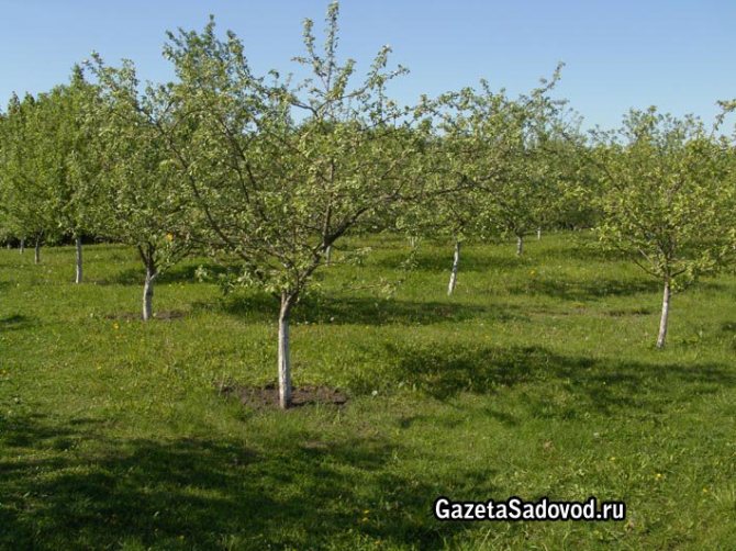 Посадка яблони: как правильно посадить саженец осенью и весной (фото, видео)