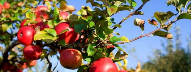 Посадка яблони осенью: полное руководство для новичков