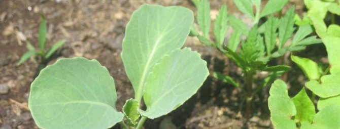 Посадка семян капусты в открытый грунт и в теплицах: секреты практиков
