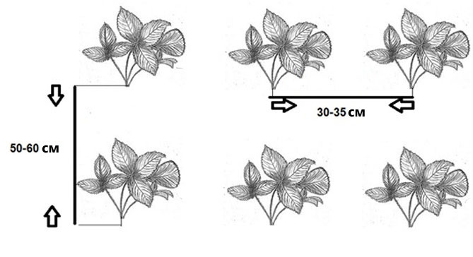 Схема посадки клубники в открытом грунте на грядке