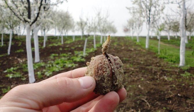 Посадка грецких орехов осенью: рост и уход, сроки