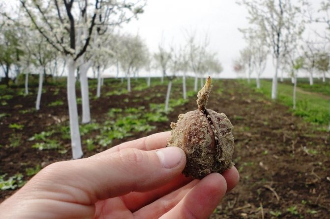 Посадка грецких орехов осенью: рост и уход, сроки