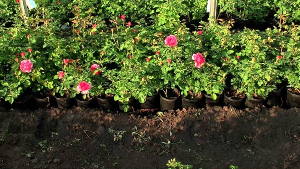 Посадка и уход за розами в открытом грунте: советы новичкам