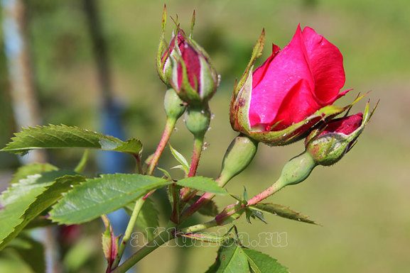 Посадка и уход за розами в открытом грунте: советы новичкам