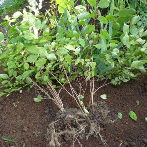 Посадка рассады жасмина весной: советы начинающим садоводам