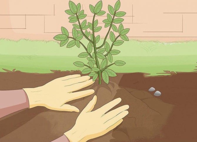 Посадка рассады жасмина весной: советы начинающим садоводам