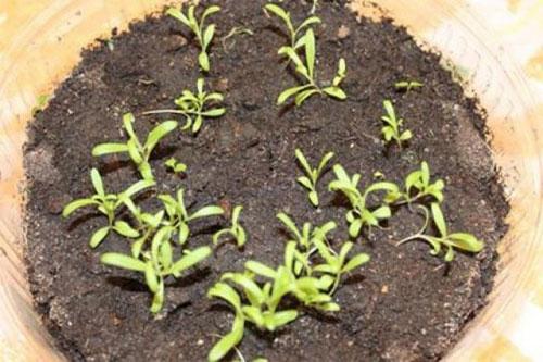 Посев гипсофилы на рассаду в 2021 году: когда сажать, благоприятные дни, выращивание