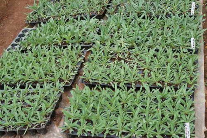 Посев гипсофилы на рассаду в 2021 году: когда сажать, благоприятные дни, выращивание