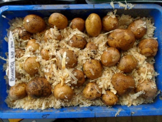Пошаговая посадка картофеля в мешках