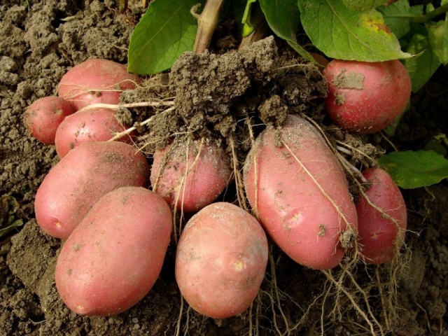 Пошаговая посадка картофеля в мешках