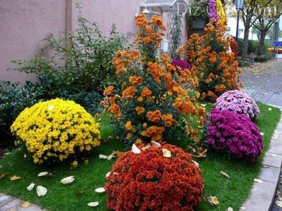 Правила выбора многолетних цветов, которые высаживают осенью