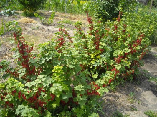 Правила посадки и пересадки куста красной смородины: оттенки в разное время года