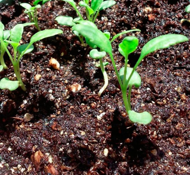 Правила посадки иссопа в открытый грунт и секреты ухода за растением