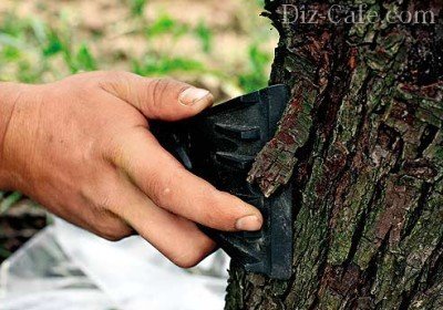 Правила осенней побелки стволов плодовых деревьев