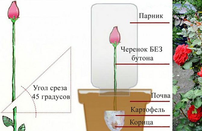 Правила размножения роз черенками в домашних условиях