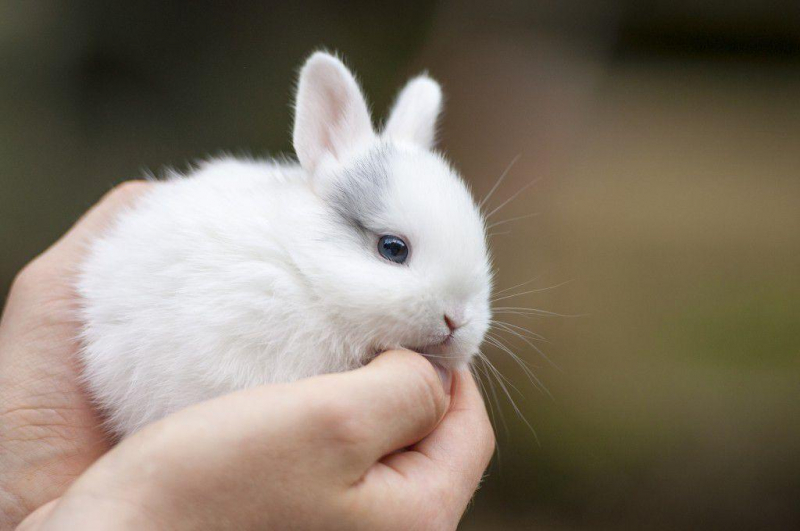 Правила ухода и содержания карликовых кроликов в доме