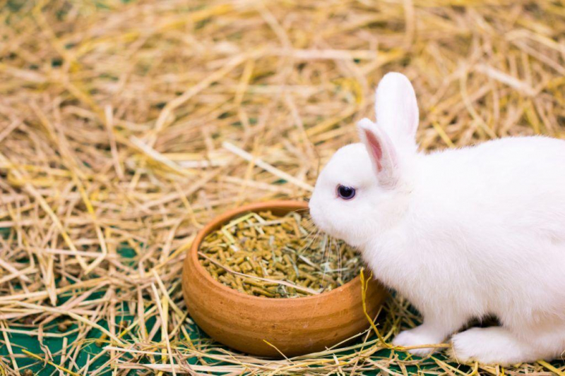 Правила ухода и содержания карликовых кроликов в доме