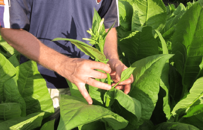 Правила выращивания табака в домашних условиях, схема посадки и уход