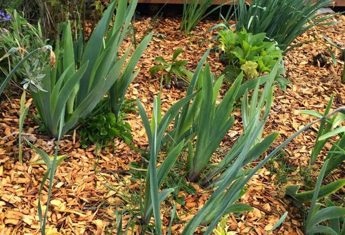 Правильная посадка ирисов осенью гарантирует обильное цветение весной