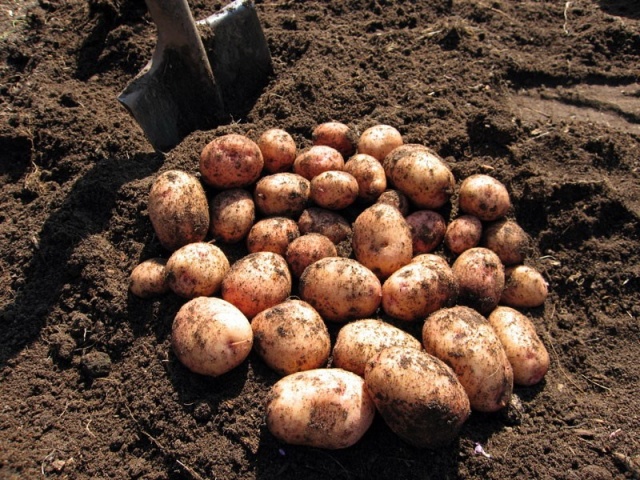 Правильная посадка картофеля в апреле