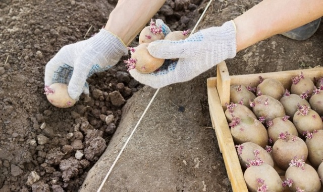 Правильная посадка картофеля в апреле