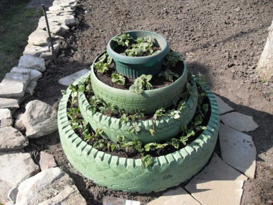 Правильно сажать клубнику на дачном участке: что нельзя сажать возле сада