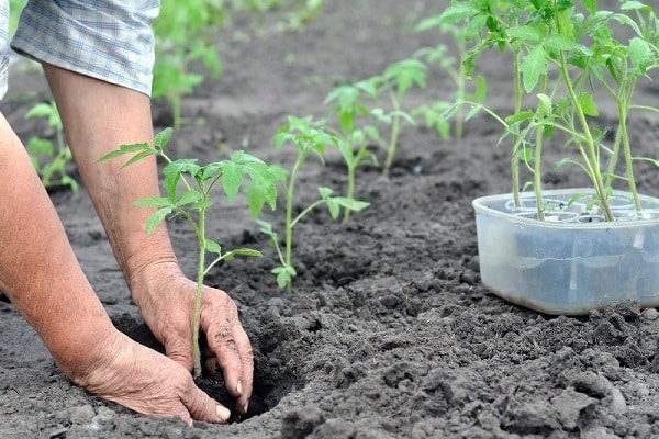 Подходящее время для посадки рассады томатов для теплицы