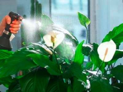 Правильный полив спатифиллума («Женское счастье») - залог здоровья цветов