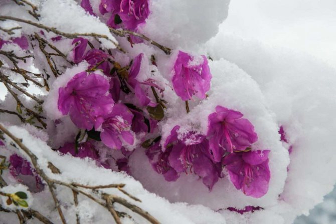 Правильный уход за рододендроном осенью и подготовка его к зиме