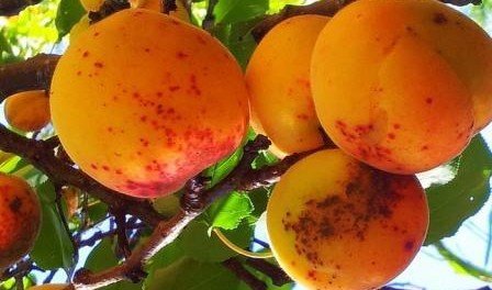 Преимущества и выращивание сорта абрикоса Триумф Северный