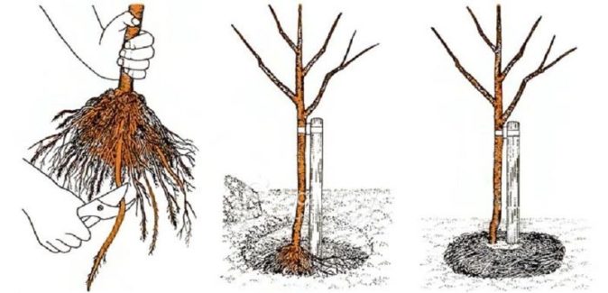 Преимущества и выращивание сорта абрикоса Триумф Северный