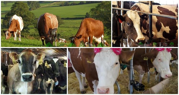 Яловость коров это. Яловость и бесплодие коров разница. Препараты от яловости коров. Бесплодие коров