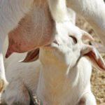 Причины и что делать, если коза не может родить самостоятельно и профилактика