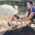 Причины и что делать, если коза не может родить самостоятельно и профилактика