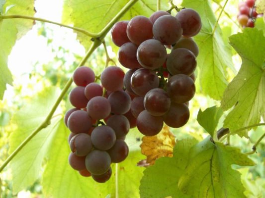 Приключения Лидии: история и описание популярного сорта винограда