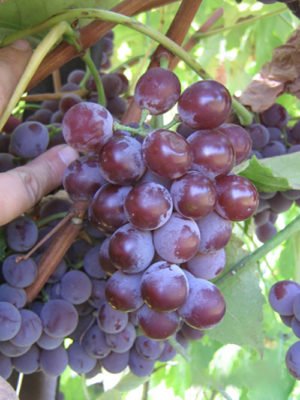 Приключения Лидии: история и описание популярного сорта винограда