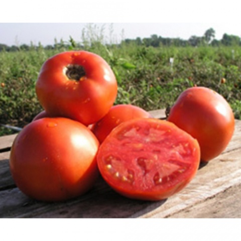Определение ранних сортов томатов