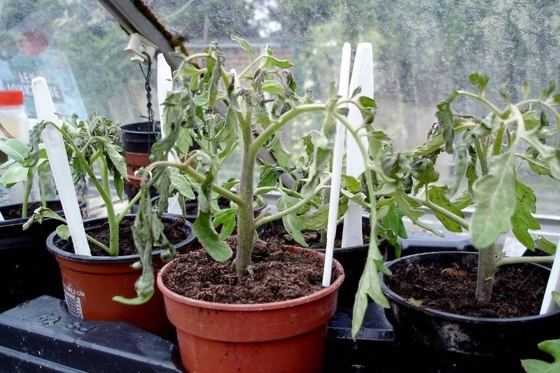 Рассада томатов стала фиолетовой или белесой: почему изменился цвет и как спасти растения