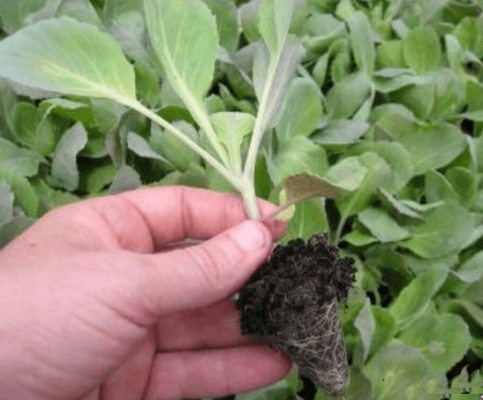 Выращивание капусты без килей