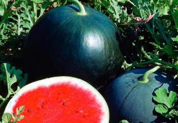 Арбузы растут в Подмосковье: особенности роста южных ягод в необычных условиях