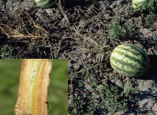 Арбузы растут в Подмосковье: особенности роста южных ягод в необычных условиях