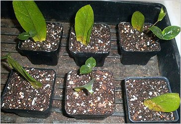 Размножаем замиокулькас: способы для домашних цветоводов