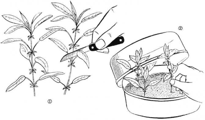 Размножение гибискуса черенками, семенами, делением в домашних условиях