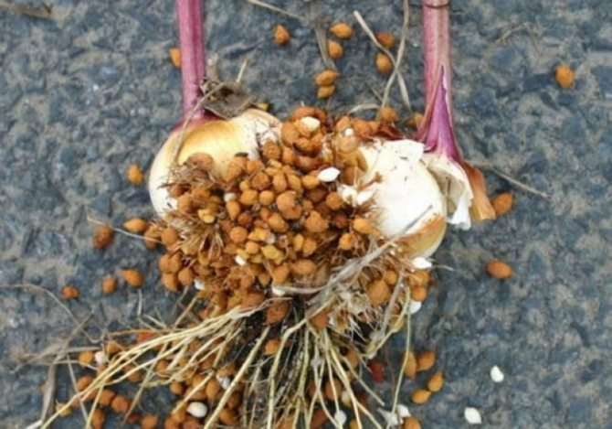 Размножение гладиолусов: способы, подготовка луковиц и их консервирование