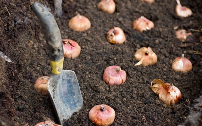 Размножение гладиолусов: способы, подготовка луковиц и их консервирование