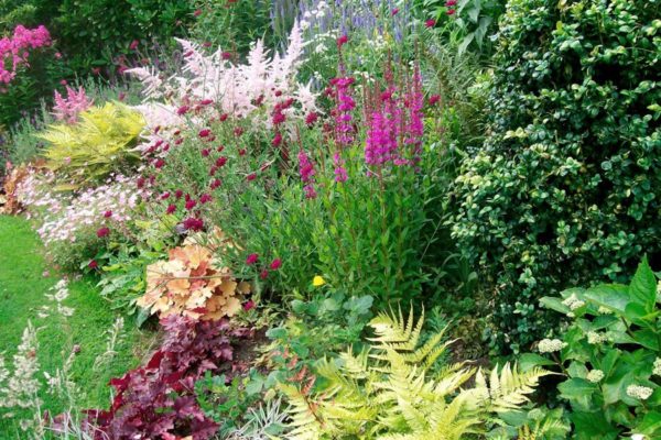 Разноцветная целозия в саду: 30 фото применения в дизайне