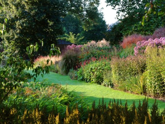 Разноцветная целозия в саду: 30 фото применения в дизайне